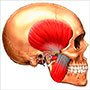 Su alteración produce dolor al masticar y en distintas zonas de la cabeza y cuello, así como en el oído y en la articulación.